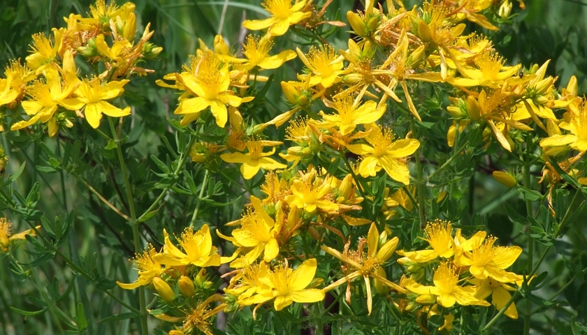 Třezalka tečkovaná - Hypericum perforatum