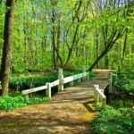nature bridge