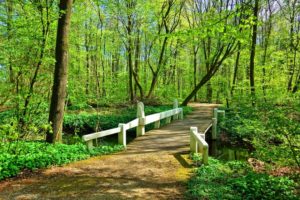 nature bridge