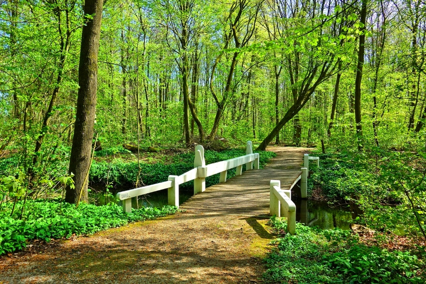 nature bridge
