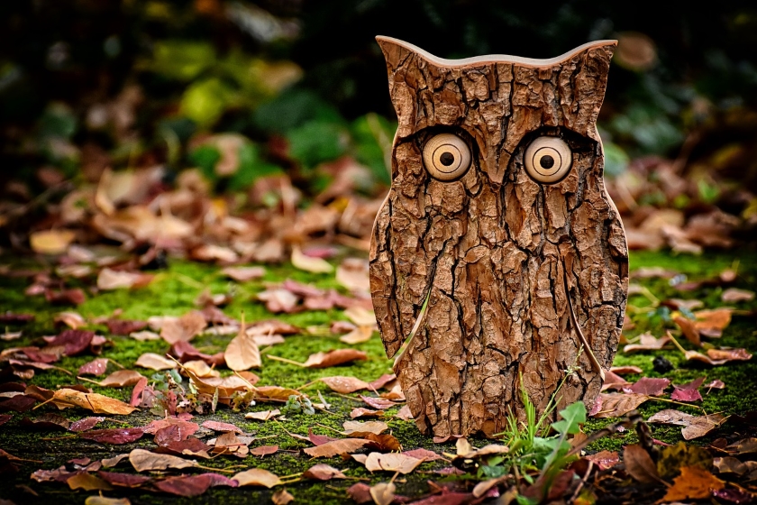 sova nature
