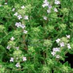 Thymus vulgaris