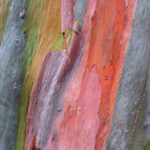 eucalyptus
