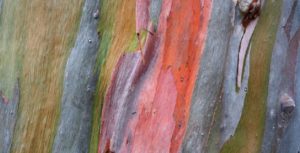 eucalyptus