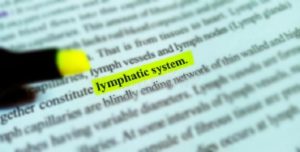 lymphatic system