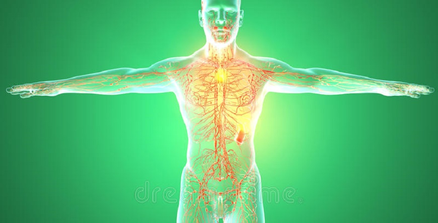 lymphatic-system-human-body