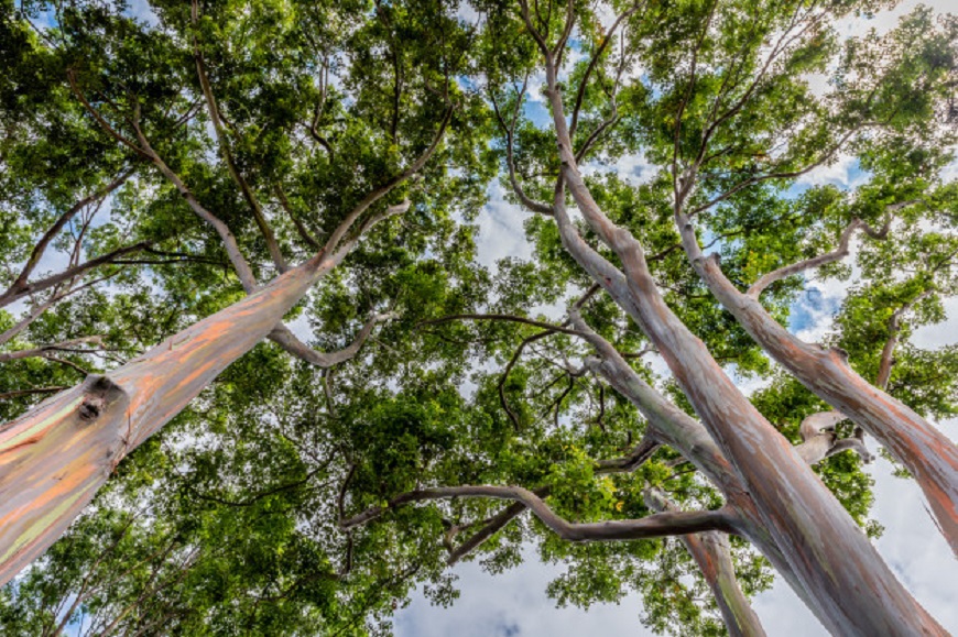 Duhový eukalyptus