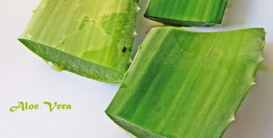 Aloe Vera