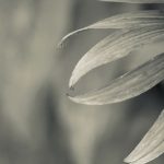 imunita