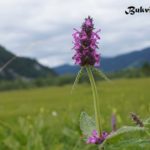 Betonica