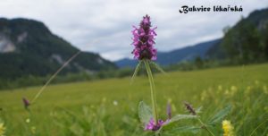 Betonica