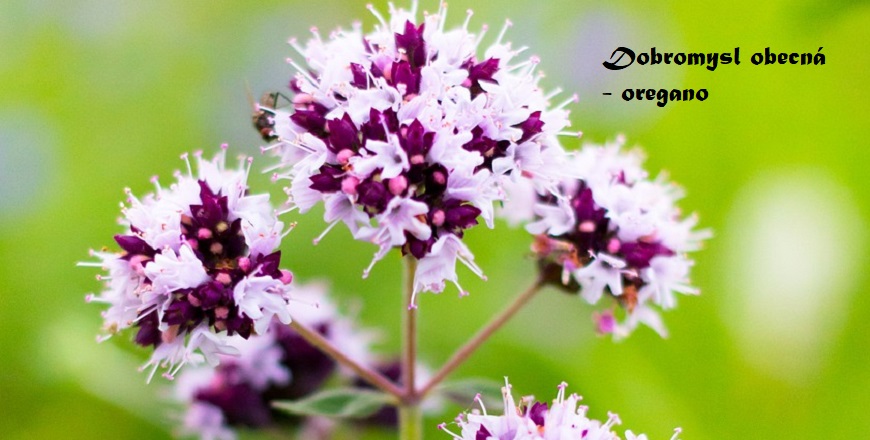 Dobromysl obecná