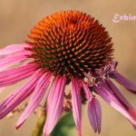 echinacea