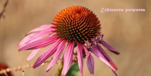 echinacea