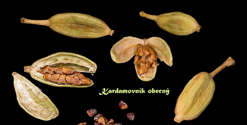 Kardamom