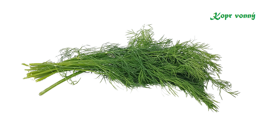 Kopr