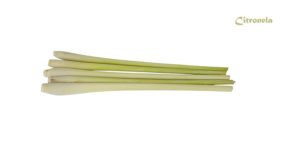 Citronela