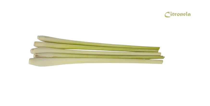 Citronela
