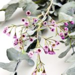 eucalyptus