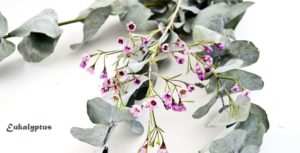 eucalyptus