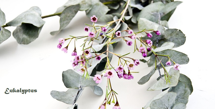 eucalyptus