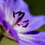 Geraium