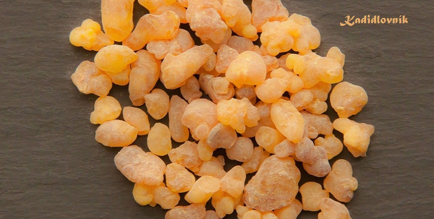 Kadidlovník