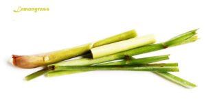 Lemongrass