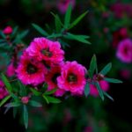 Manuka