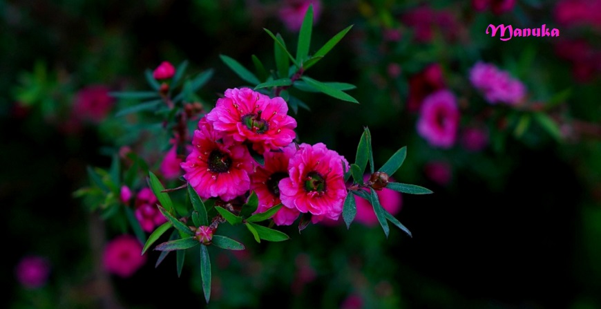 Manuka