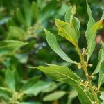 vavřín Litsea Cubeba