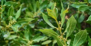 vavřín Litsea Cubeba