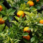 Neroli