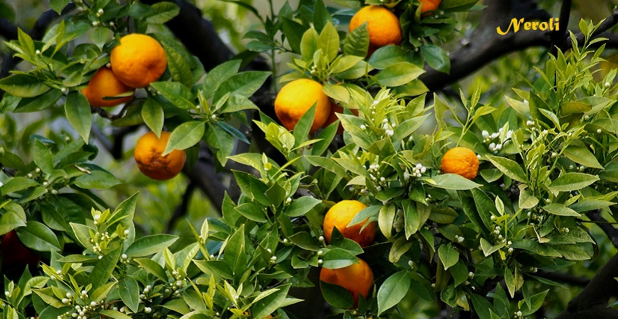 Neroli
