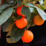 Petitgrain