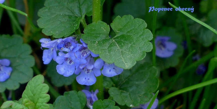 Popenec