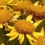 Arnica Montana