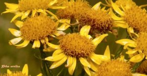 Arnica Montana