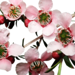 Tea tree