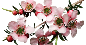 Tea tree