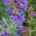 Verbena