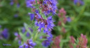 Verbena