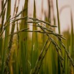 Vetiver