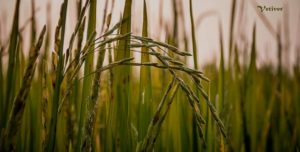 Vetiver