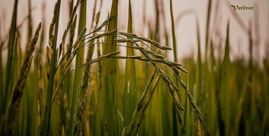 Vetiver