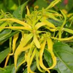 ylang