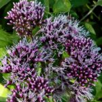 Eupatorium cannabinum