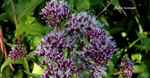 Eupatorium cannabinum