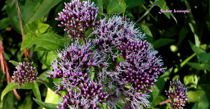 Eupatorium cannabinum