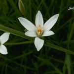 Ornithogalum umbellatum